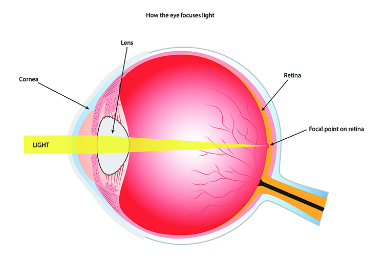 Image of light projected onto the retina